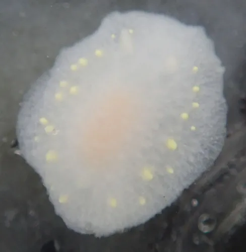 Modest Cadlina