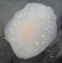 Modest Cadlina thumbnail 1