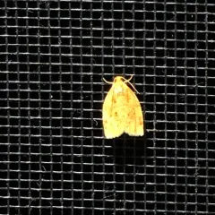 Ugly-nest Caterpillar Moth thumbnail 2