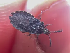Aradus tuberculifer thumbnail 2