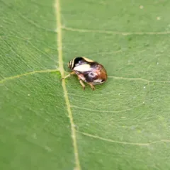 Dogwood Spittlebug thumbnail 4