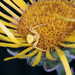 White-banded Crab Spider thumbnail 3