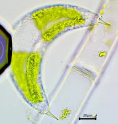 Spinoclosterium cuspidatum thumbnail 2