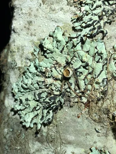 Lattice Tube Lichen