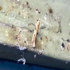 Dogwood Caloptilia Moth thumbnail 4