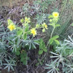 sticky cinquefoil thumbnail 2