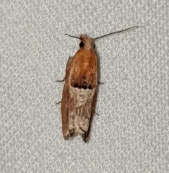 Epinotia johnsonana thumbnail 2
