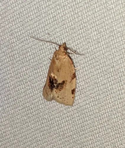 Argyrotaenia dorsalana