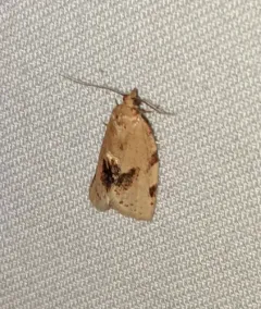 Argyrotaenia dorsalana thumbnail 1