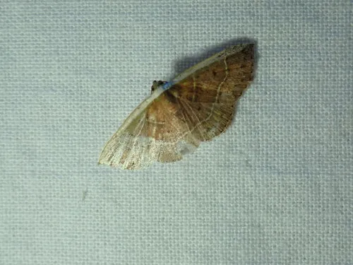 White Edge Moth