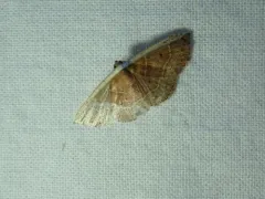 White Edge Moth thumbnail 1