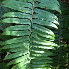 western sword fern thumbnail 4