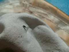 White Clover Weevil thumbnail 1
