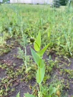 clasping coneflower thumbnail 4