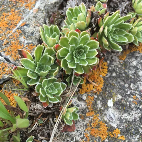 Livelong Saxifrage