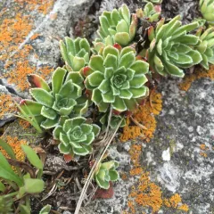 Livelong Saxifrage thumbnail 1