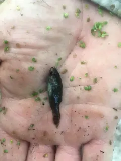 Western Pirate Perch thumbnail 2