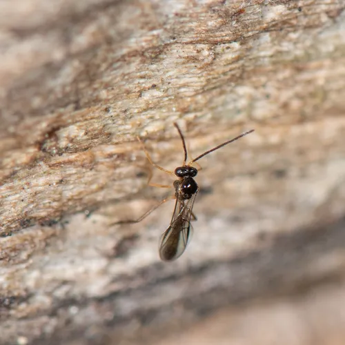 Hybrizon flavocinctus