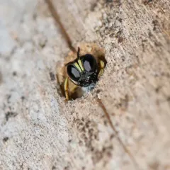 Ectemnius ruficornis thumbnail 2