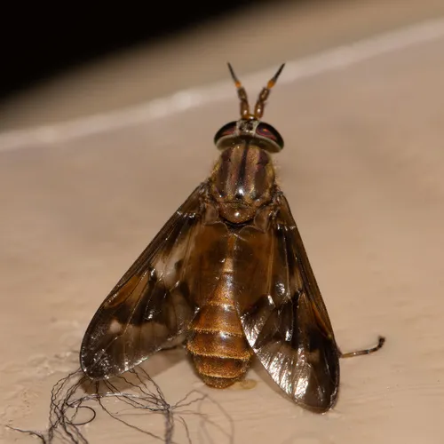 Brownish Deer Fly