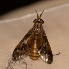 Brownish Deer Fly thumbnail 1