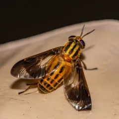 Striped Deer Fly thumbnail 4