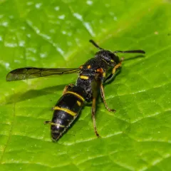 Parancistrocerus pedestris thumbnail 4