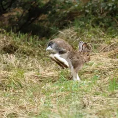 Snowshoe Hare thumbnail 2