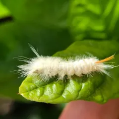 Sycamore Tussock Moth thumbnail 1