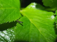 Ischnomyia albicosta thumbnail 4