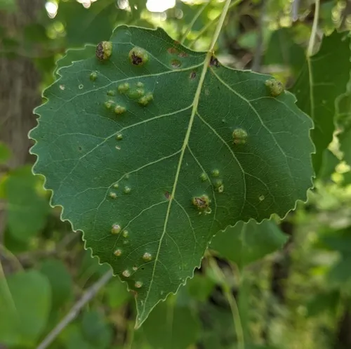 Poplar Leaf Curl