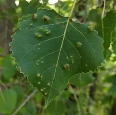 Poplar Leaf Curl thumbnail 1