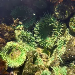 Giant Green Anemone thumbnail 4