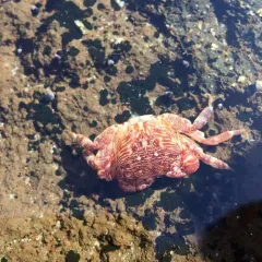 Striped Shore Crab thumbnail 4
