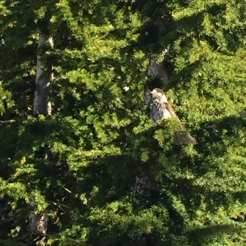 Canada Jay