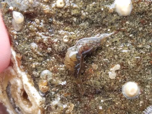 Barred Shrimp