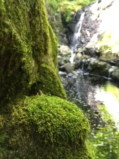 Drab Brook-moss thumbnail 3