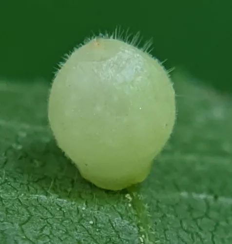 Hickory Fuzzy Ginger Jar Gall Midge