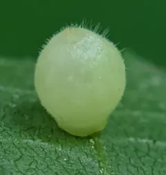 Hickory Fuzzy Ginger Jar Gall Midge thumbnail 1