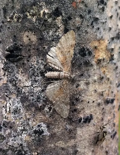 Eupithecia anticaria