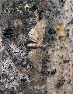 Eupithecia anticaria thumbnail 1