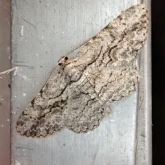 North American Common Gray thumbnail 4