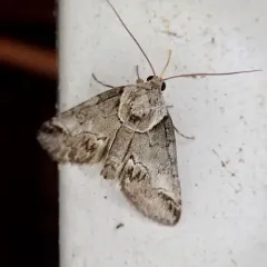 Eyed Baileya Moth thumbnail 4