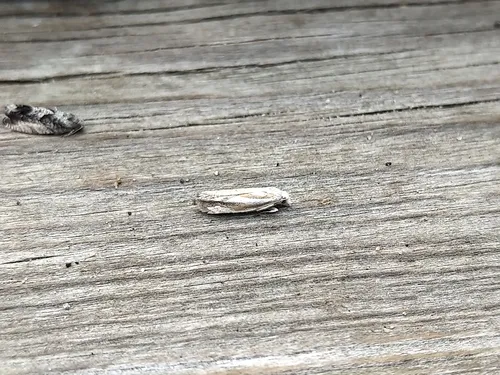 Morrison's Borer Moth