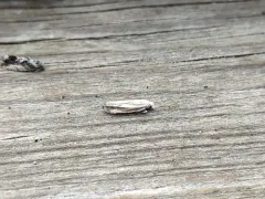 Morrison's Borer Moth thumbnail 1
