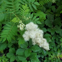 Sorbaria thumbnail 2