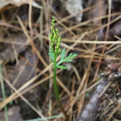 narrow triangle moonwort
