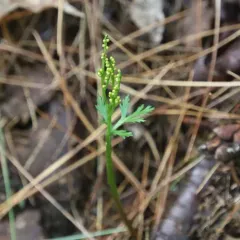 narrow triangle moonwort thumbnail 1