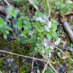 Large Thyme thumbnail 2