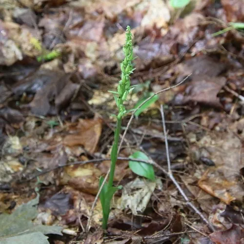 north wind bog orchid
